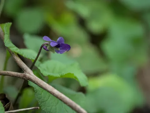 Sweet Violet