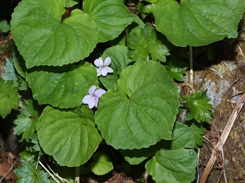 Marsh Violet