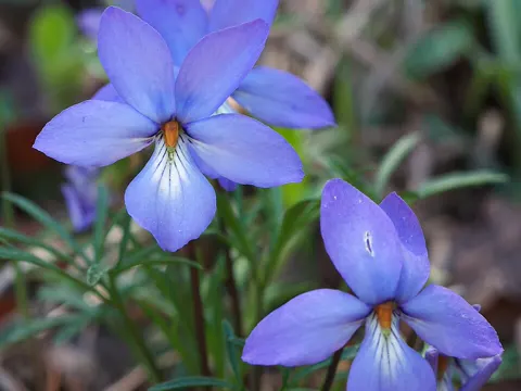 Bird's-foot Violet