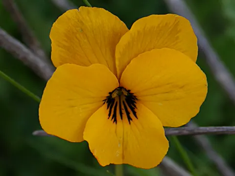 Johnnyjump-up Violet