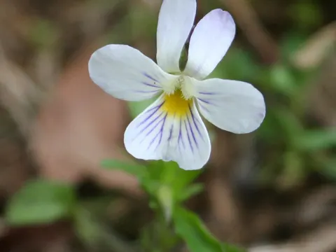 Field Pansy