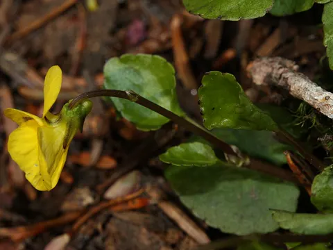 Evergreen Violet