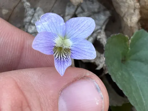 Downy Blue Violet