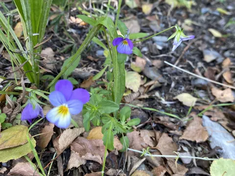 Wild Pansy