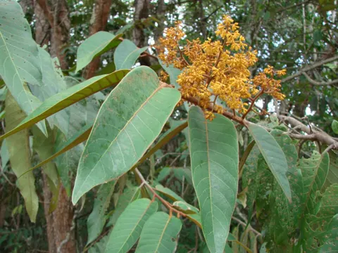 Nutmeg Tree