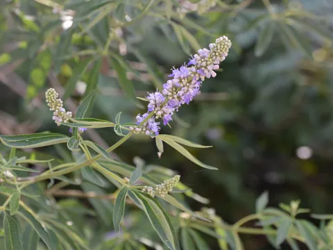 Lilac Chastetree