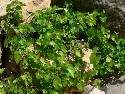 Arizona Grape