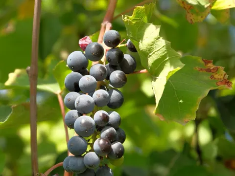 Grape vine