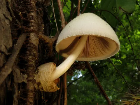 Silky Rosegill