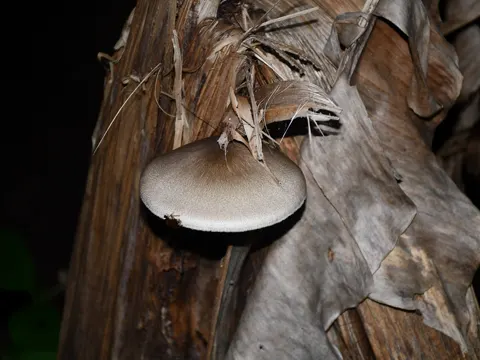 Straw Mushroom