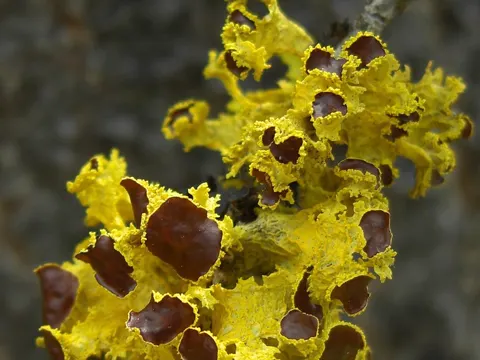 Boreal Wolf Lichen