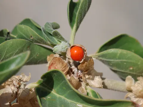 Schlafbeere