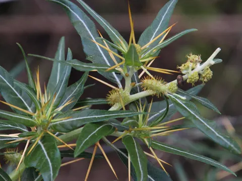 Spiny Cocklebur