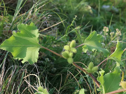 Common Cocklebur