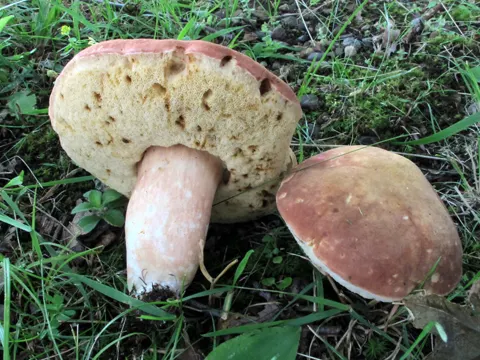 Purple Bolete