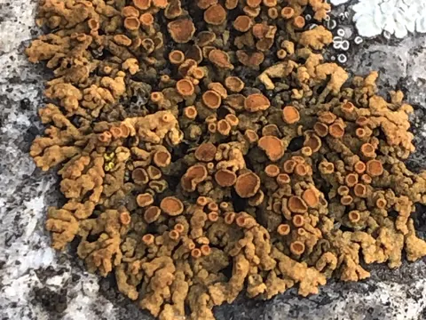 Elegant Sunburst Lichen