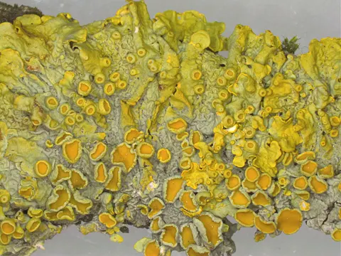 Yellow Wall Lichen