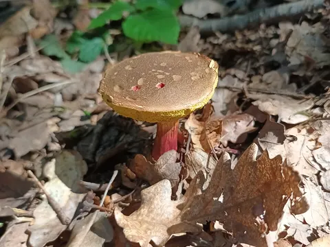 Red-cracking Bolete