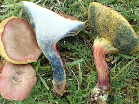 Bluefoot Bolete