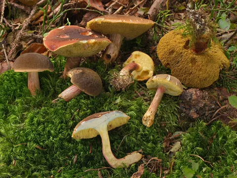 Matte Bolete