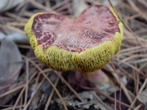Red-cracking Bolete