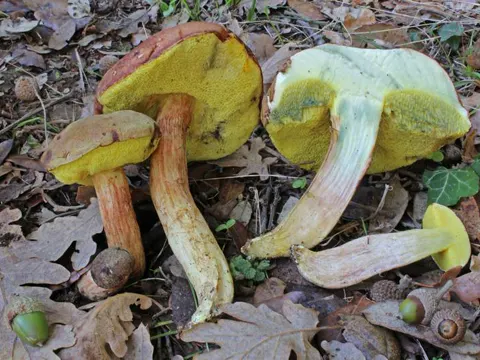 Suede Bolete