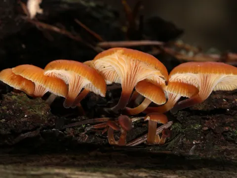 Pinewood Gingertail