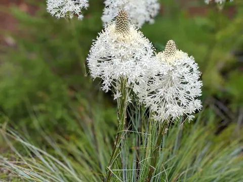 Beargrass