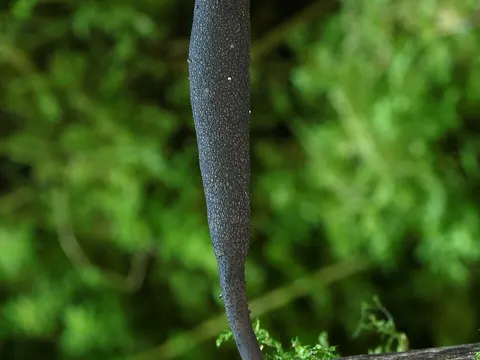 Dead Man's Fingers (long-stemmed)