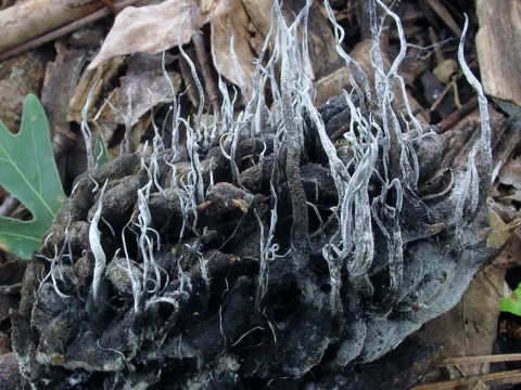 Dead Man's Fingers