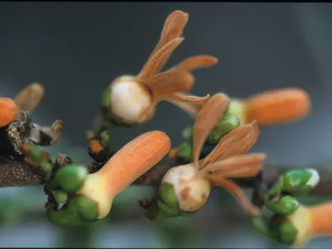 Lancewood