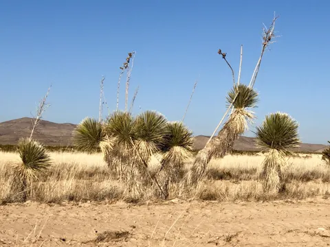 Seifenkraut-Yucca