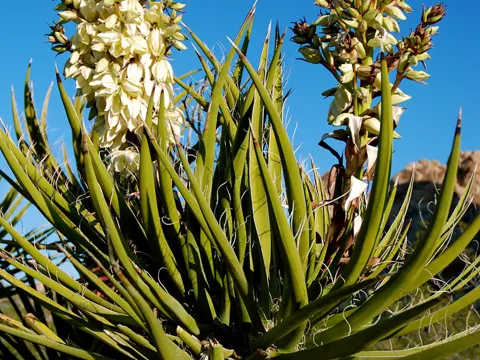 Mojave Yucca
