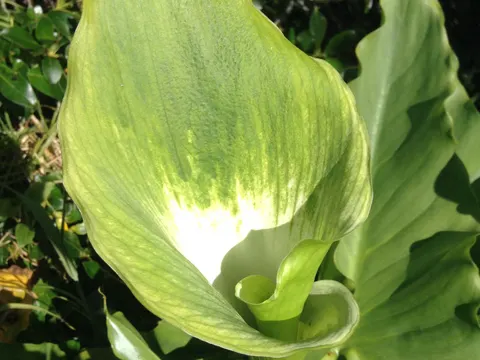 Calla Lily