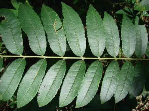 Lime Prickly-ash