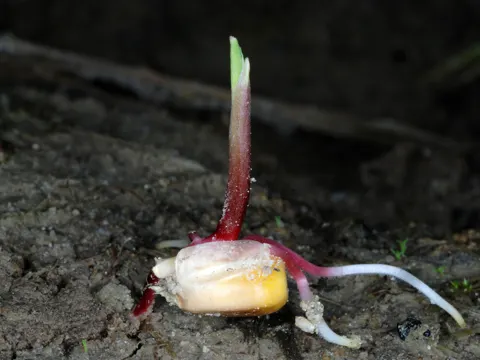 corn