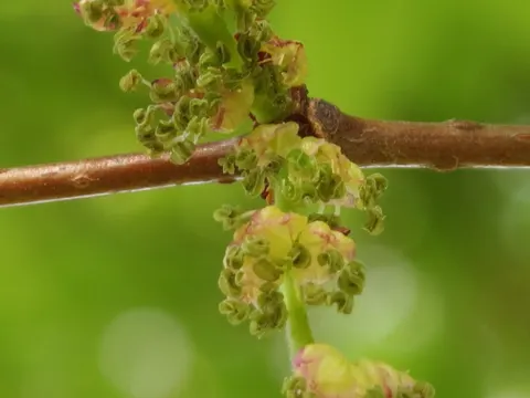 Japanese Zelkova