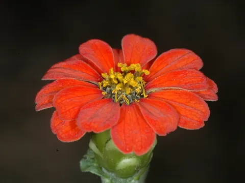 Peruvian Zinnia